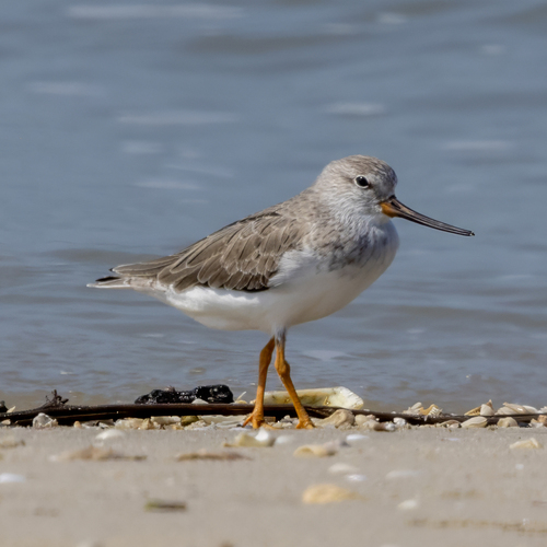 Terek Sandpiper (Xenus cinereus), photo 8