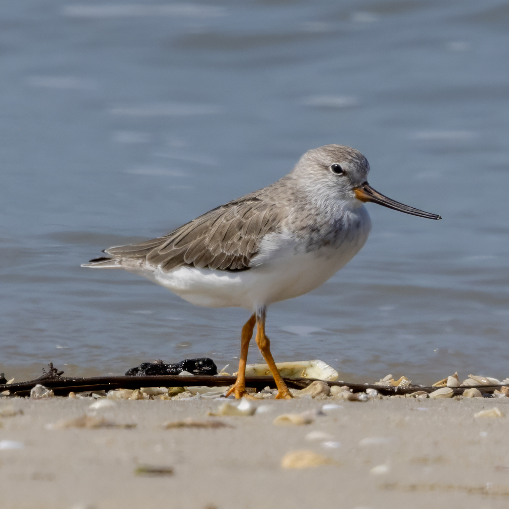 Terek Sandpiper (Xenus cinereus), photo 9
