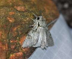 Acronicta tota