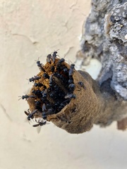 Lestrimelitta niitkib