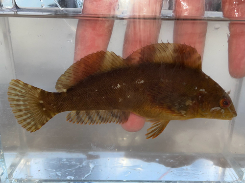 Spotty-bellied greenling (Hexagrammos agrammus) — Hexagrammidae