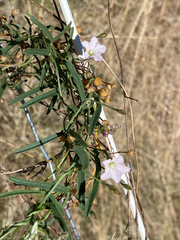 Convolvulus remotus
