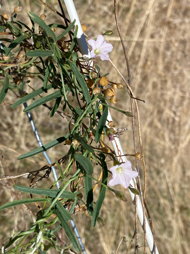 Convolvulus remotus, photograph 2