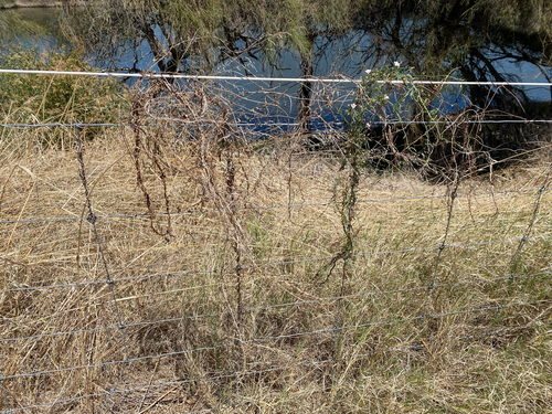 Convolvulus remotus, photograph 3