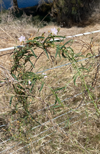 Convolvulus remotus, photograph 4