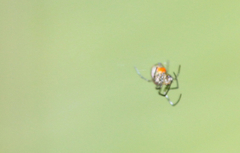 Leucauge