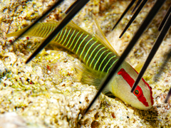Cayman Greenbanded Goby photo 2