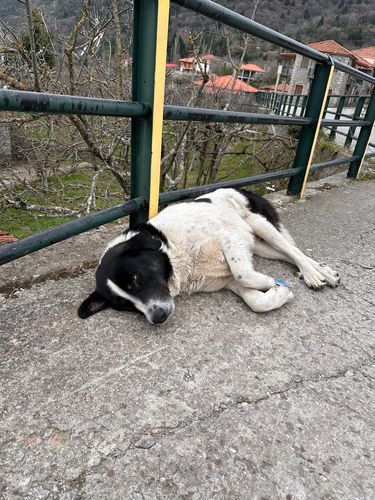 Domestic Dog