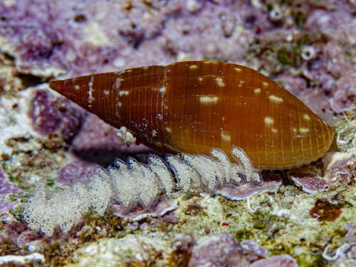 Probata barbadensis observed 2026-03-13