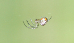 Leucauge