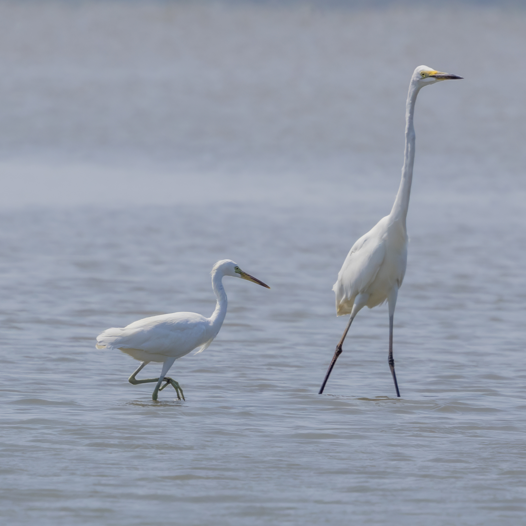 Chinese Egret (Egretta eulophotes), photo 4