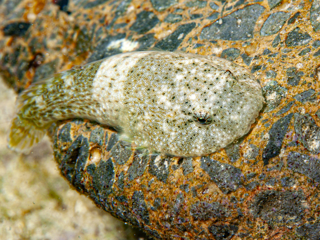 Stippled clingfish (Gobiesox punctulatus) — Gobiesocidae
