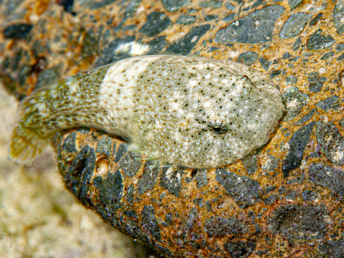 Stippled clingfish (Gobiesox punctulatus) — Gobiesocidae