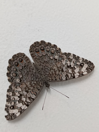 Gray Cracker