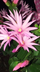 Rhipsalidopsis gaertneri