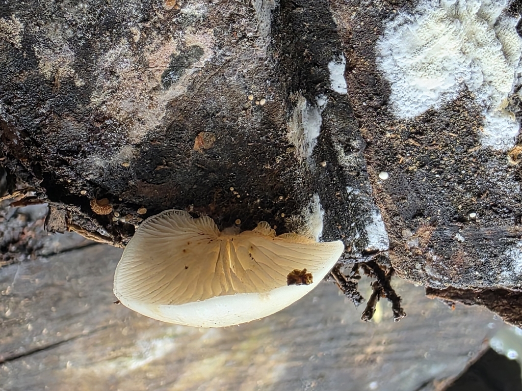 Crepidotus mollis · March 2026 · photo: © stephen6309 (iNaturalist, cc0)