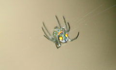 Leucauge