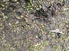 Glossostigma elatinoides