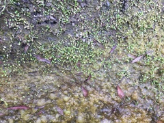 Glossostigma elatinoides