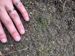 Glossostigma elatinoides