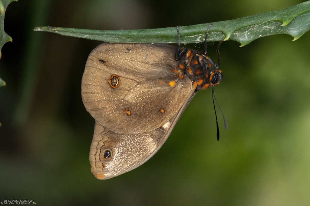 Brassolis astyra