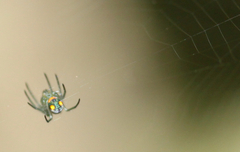 Leucauge