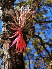 Tillandsia macdougallii