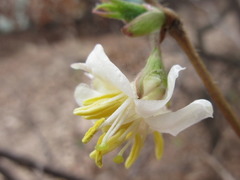 Lonicera harae