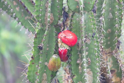 Cereus jamacaru (Cereus jamacaru)