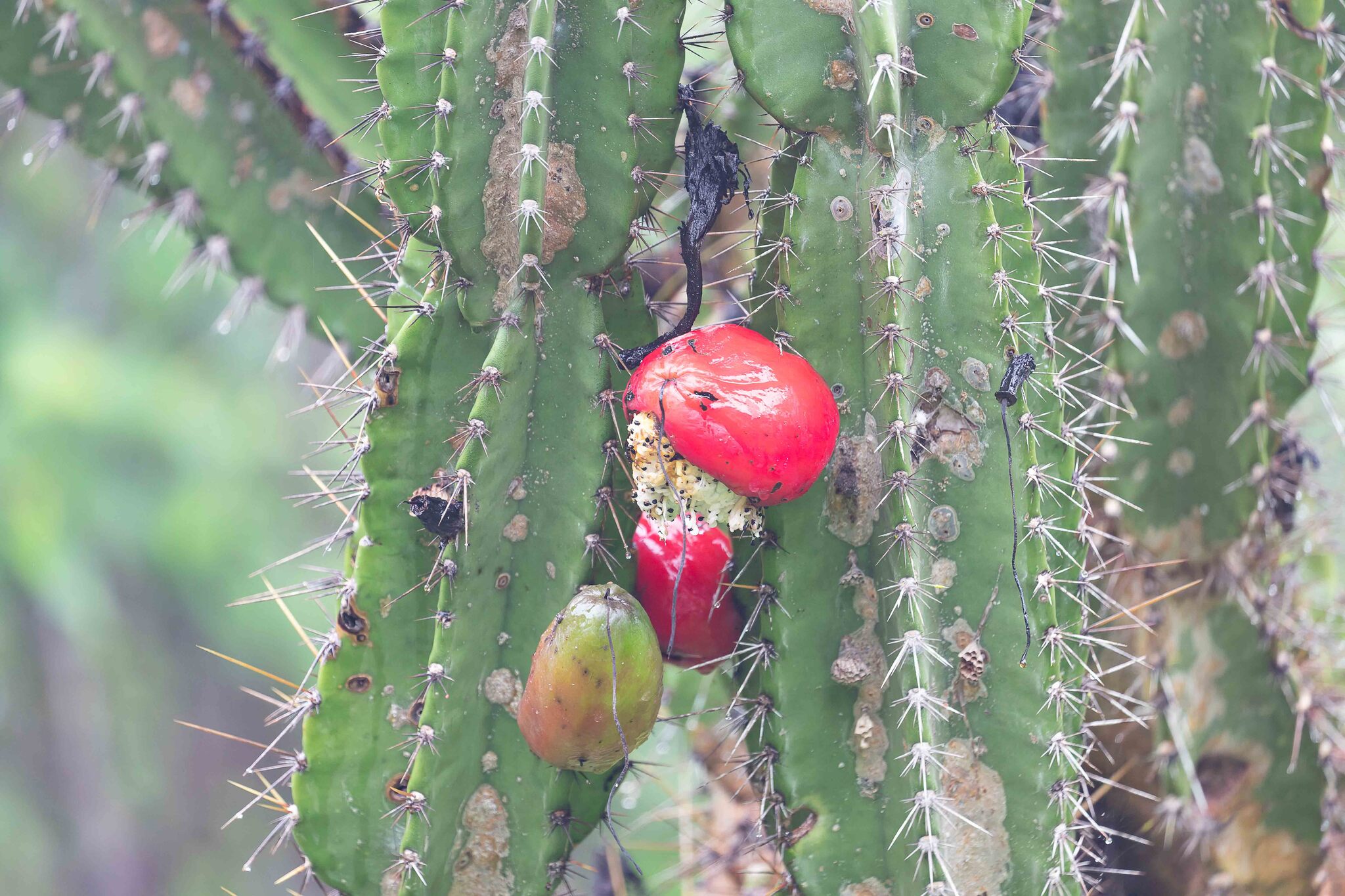 Cereus Jamacaru (Cereus jamacaru)
