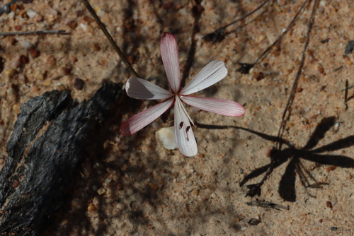 Muddled Satin (Geissorhiza confusa)