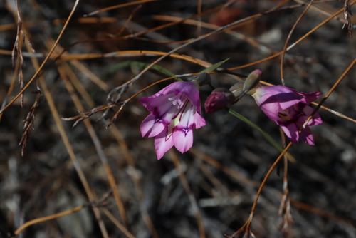 Tulbagh bell (Gladiolus inflatus)