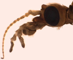 Tricyphona constans