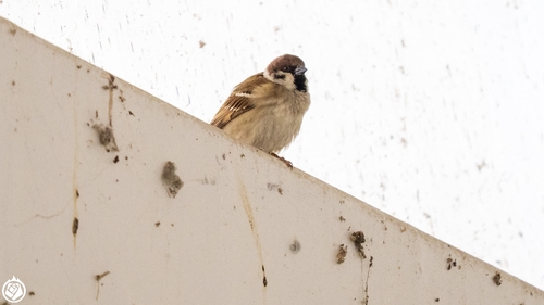 Eurasian Tree Sparrow