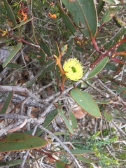 Eucalyptus preissiana