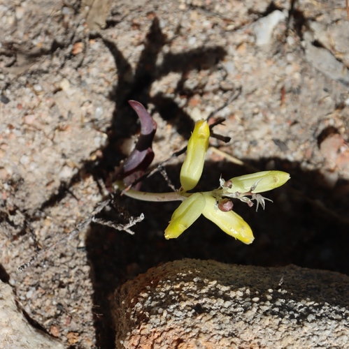 Lachenalia vanzyliae