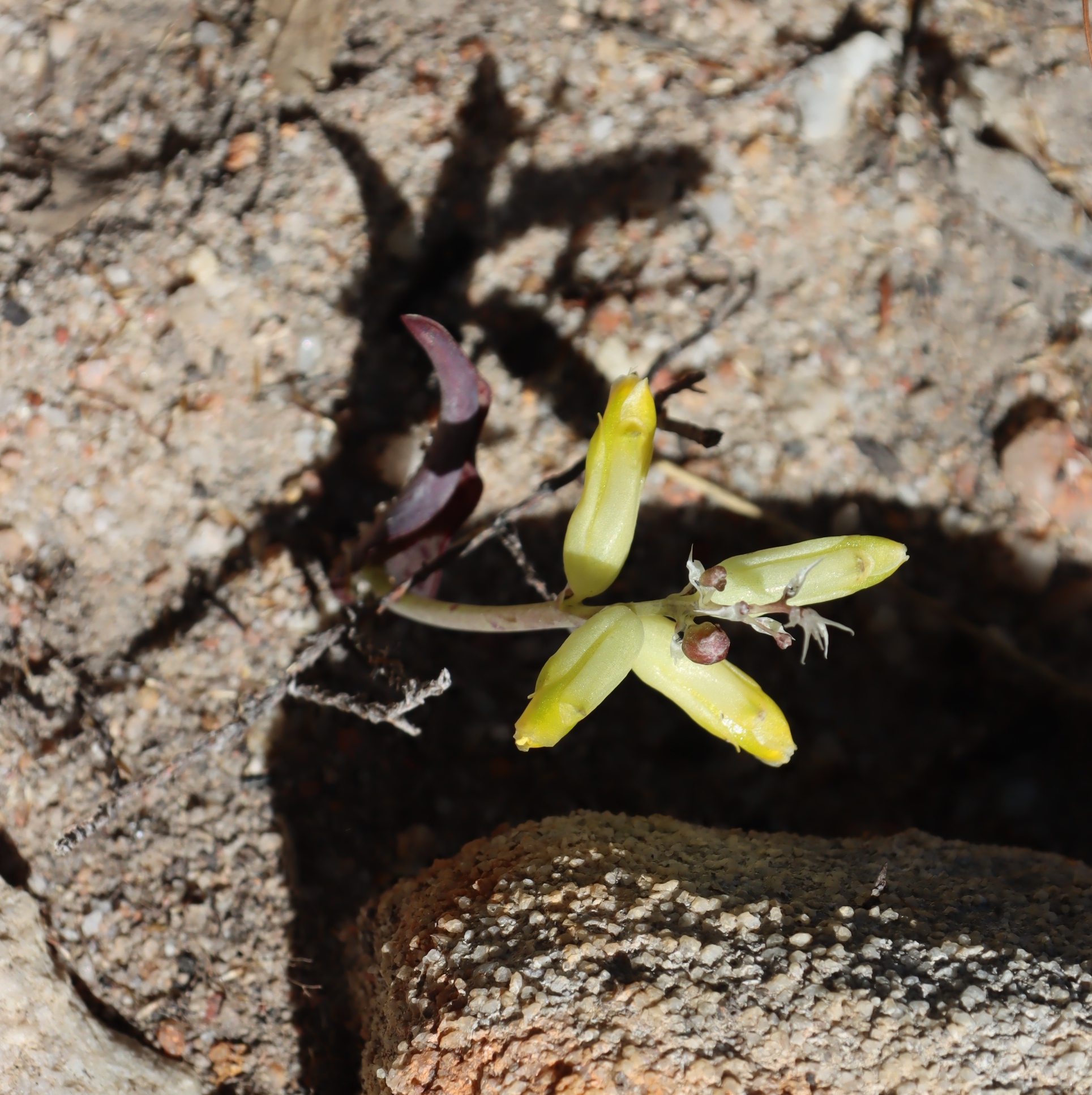 Lachenalia vanzyliae