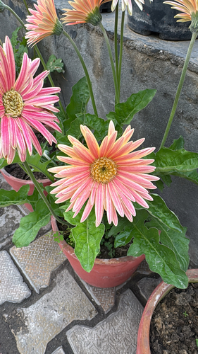 Barberton Daisy
