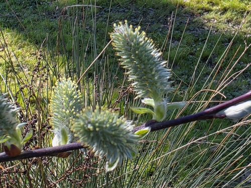 Salix atrocinerea, photograph 4