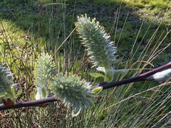 Stephen Gasson, CC0, iNaturalist via GBIF Salix atrocinerea, photograph Stephen Gasson, CC0, iNaturalist via GBIF