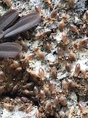 Nasutitermes corniger