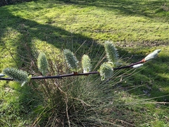 Stephen Gasson, CC0, iNaturalist via GBIF Salix atrocinerea, photograph Stephen Gasson, CC0, iNaturalist via GBIF