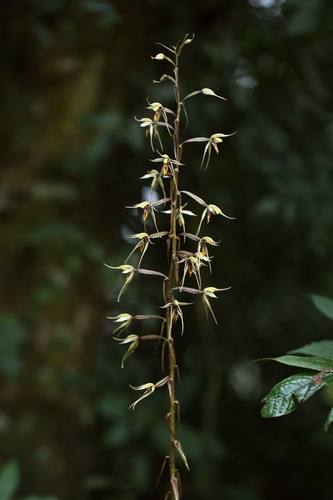 Aphyllorchis caudata