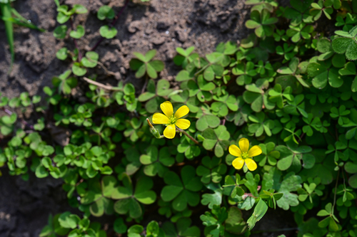 Creeping Woodsorrel