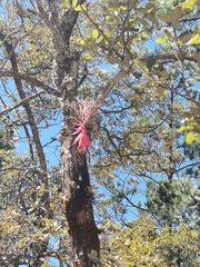 Tillandsia macdougallii