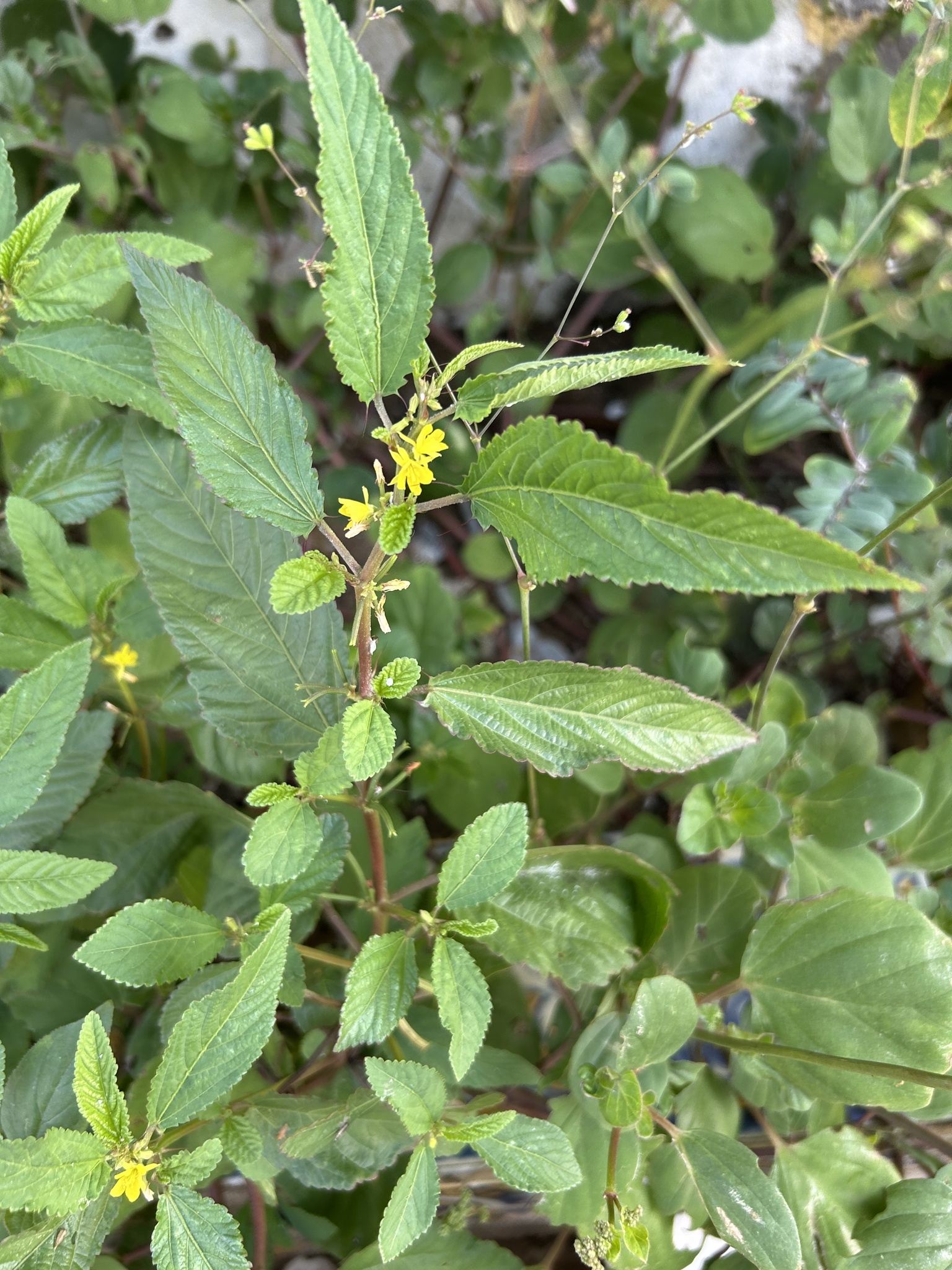 Wild Jute (Corchorus tridens)