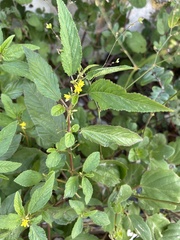 Wild Jute (Corchorus tridens)