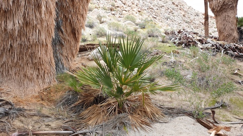 California fan palm