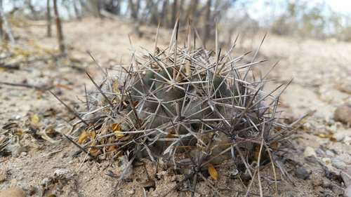 Coryphantha robustispina