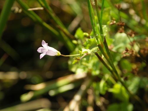Ivy-leaved Bellflower (Wahlenbergia hederacea)